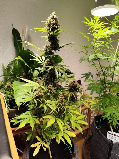 Black Runtz Automatic von Zamnesia seeds. Week 12
