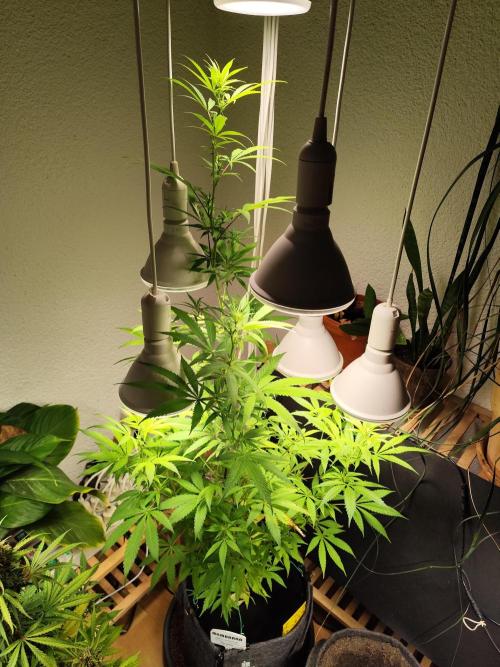 Membrana Hyper Autofem von VIP Seeds. Week 12 - Tag 88