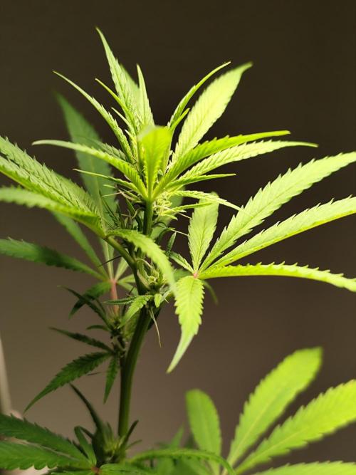 Membrana Hyper Autofem von VIP Seeds. Week 12