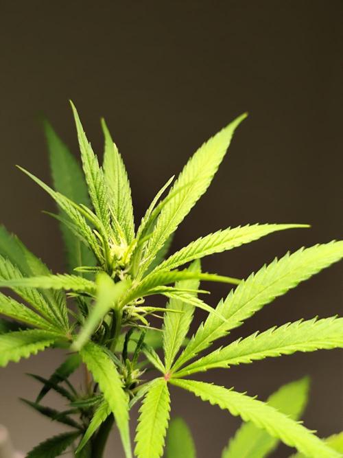 Membrana Hyper Autofem von VIP Seeds. Week 12