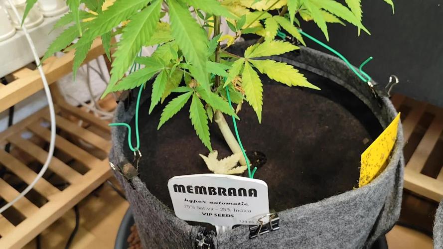 Membrana Hyper Autofem von VIP Seeds