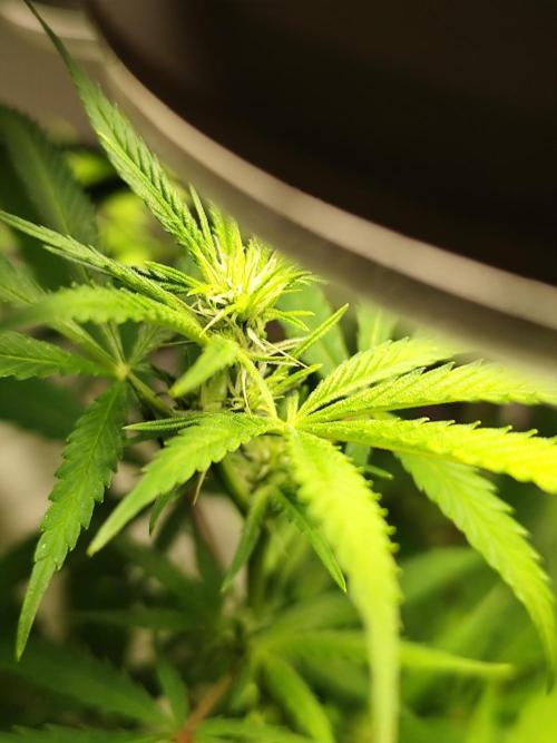 Membrana Hyper Autofem von VIP Seeds. Week 12