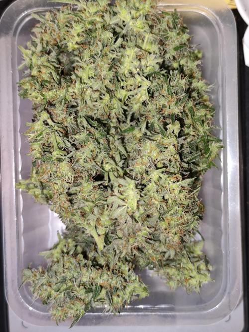 Z-Up Automatic von FastBuds. Week 12 - Tag 85