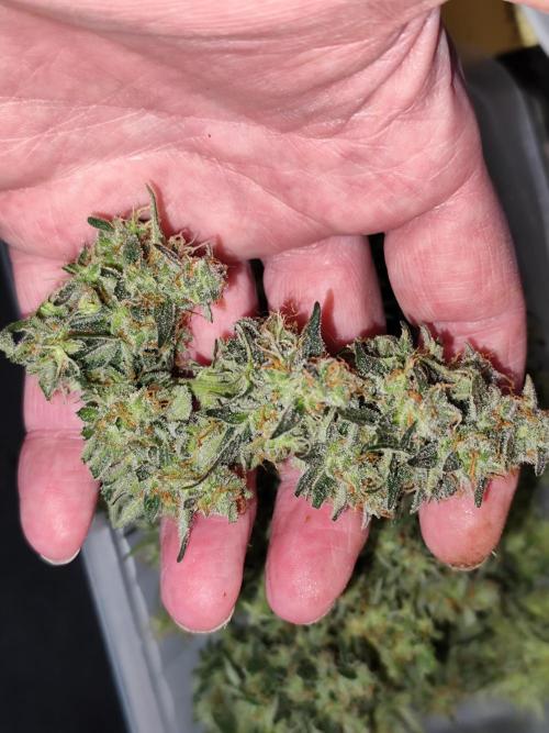 Z-Up Automatic von FastBuds. Week 12