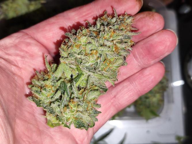 Z-Up Automatic von FastBuds. Week 12