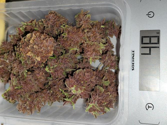 Blueberry Challenge Zammi / Sensi Seeds. Week 12 - Tag 85