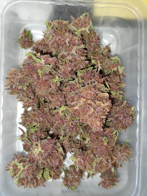 Blueberry Challenge Zammi / Sensi Seeds. Week 12