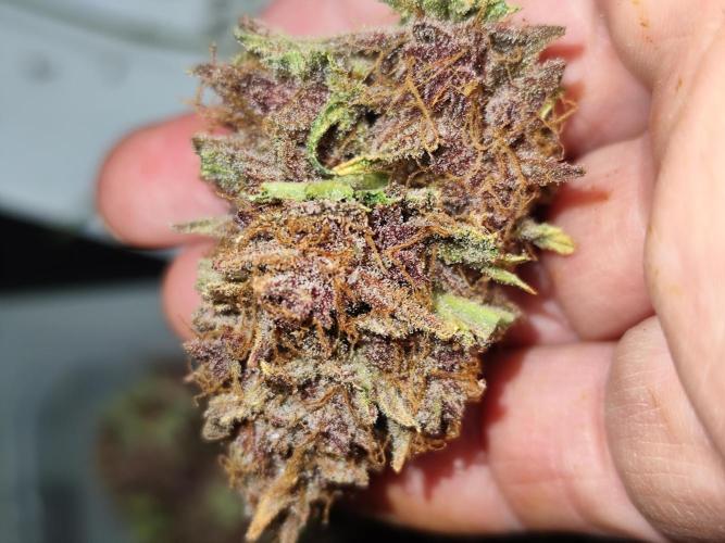 Blueberry Challenge Zammi / Sensi Seeds. Week 12