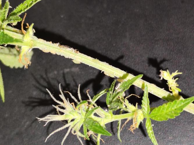 Blueberry Challenge Zammi / Sensi Seeds. Week 12 - Tag 85