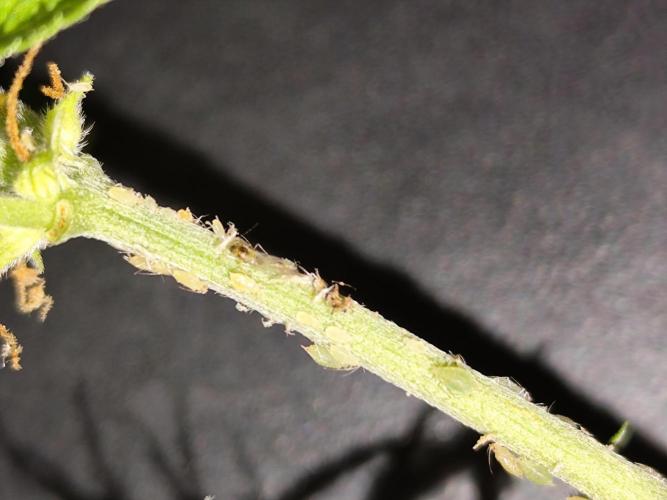 Blueberry Challenge Zammi / Sensi Seeds. Week 12