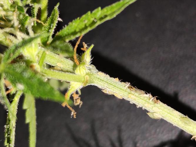 Blueberry Challenge Zammi / Sensi Seeds. Week 12