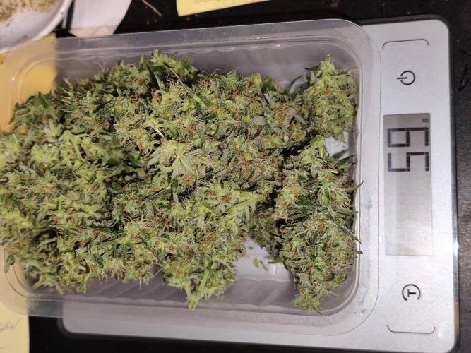 Blueberry Challenge Zammi / Sensi Seeds. Week 12