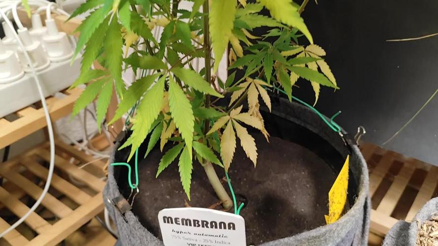 Membrana Hyper Autofem von VIP Seeds