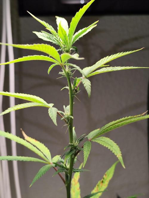 Membrana Hyper Autofem von VIP Seeds. Week 13