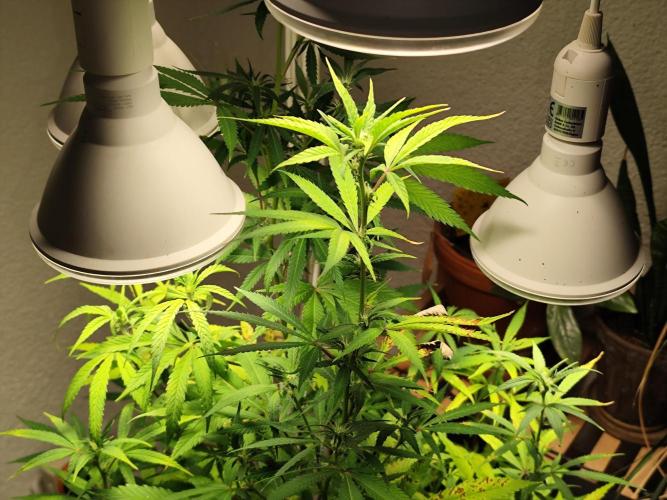 Membrana Hyper Autofem von VIP Seeds. Week 13