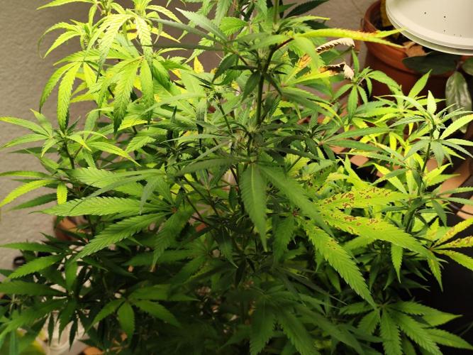 Membrana Hyper Autofem von VIP Seeds. Week 13