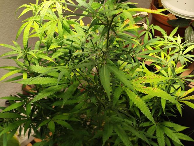 Membrana Hyper Autofem von VIP Seeds. Week 13