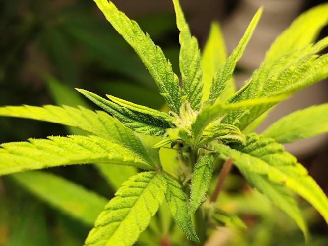 Membrana Hyper Autofem von VIP Seeds. Week 13