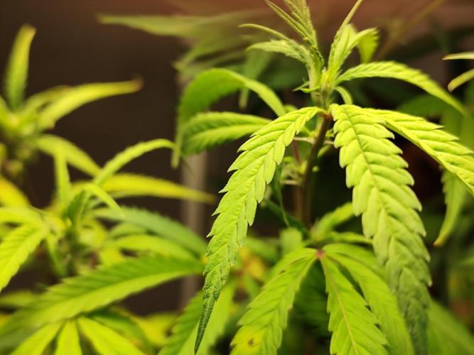 Membrana Hyper Autofem von VIP Seeds. Week 13