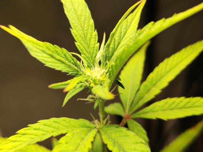 Membrana Hyper Autofem von VIP Seeds. Week 13