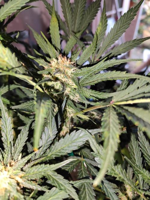 Lemon Cherry Cookies Auto von FastBuds. Week 8