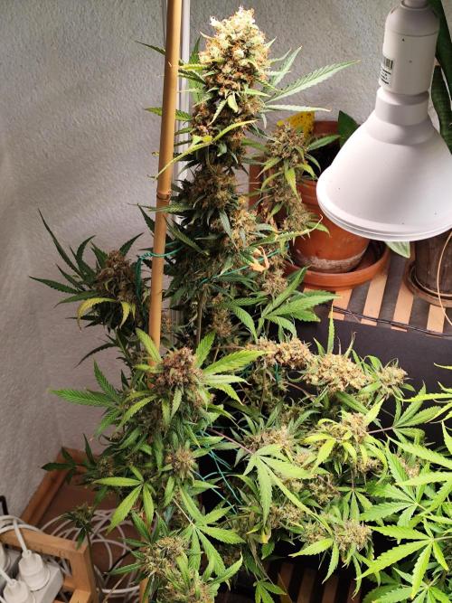 Rainbow Sherbet Automatic von Zamnesia. Week 13