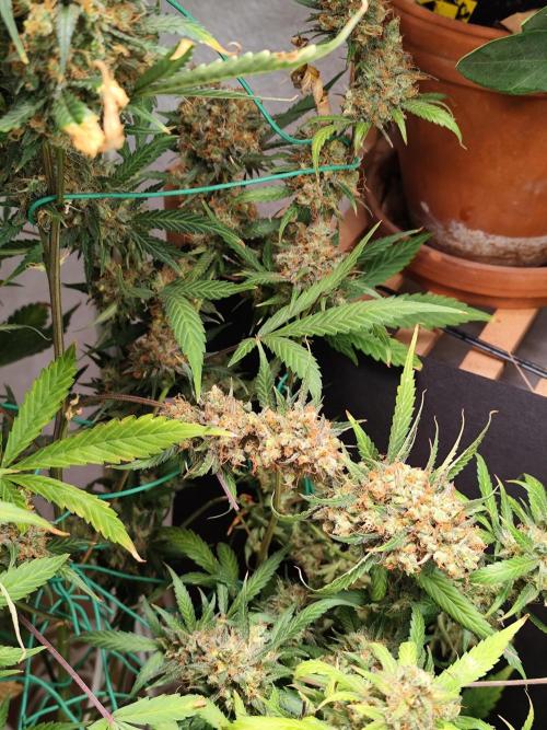 Rainbow Sherbet Automatic von Zamnesia. Week 13