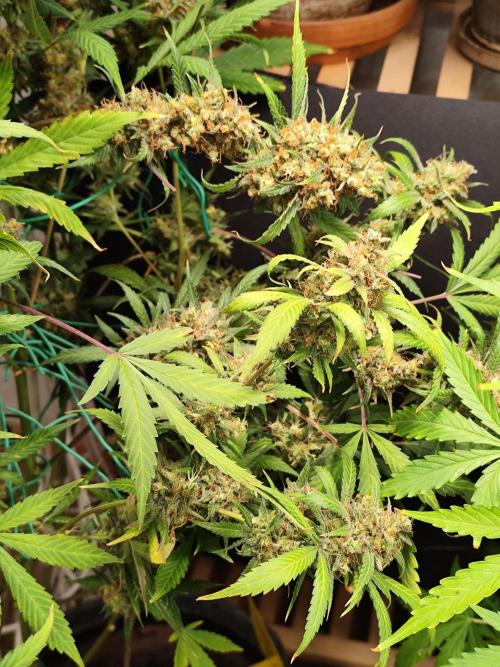 Rainbow Sherbet Automatic von Zamnesia. Week 13