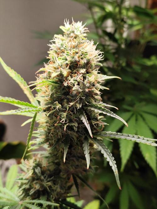 Black Runtz Automatic von Zamnesia seeds. Week 13