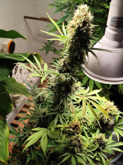 Black Runtz Automatic von Zamnesia seeds. Week 13