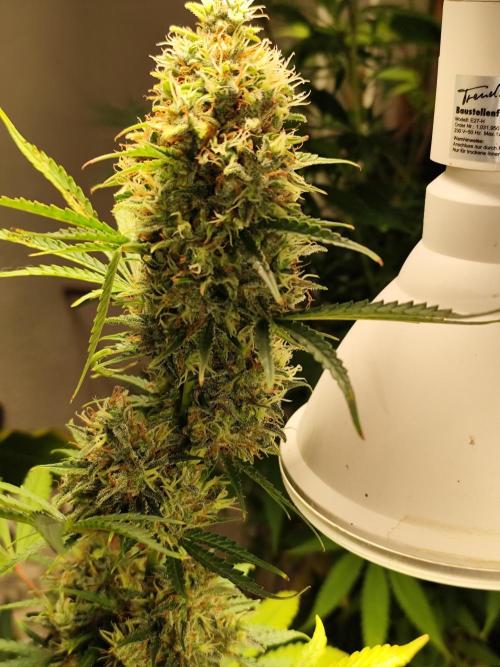 Black Runtz Automatic von Zamnesia seeds. Week 13