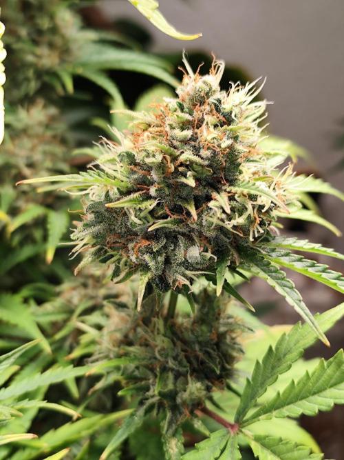 Black Runtz Automatic von Zamnesia seeds. Week 13