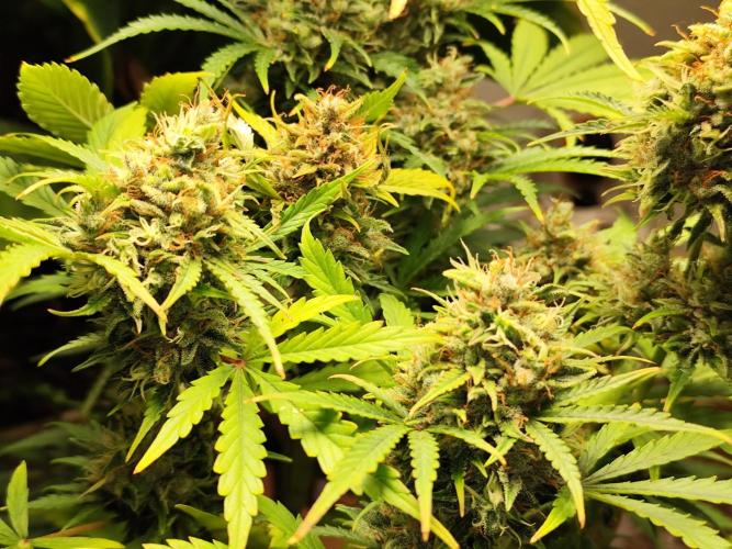 Black Runtz Automatic von Zamnesia seeds. Week 13