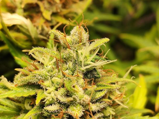 Black Runtz Automatic von Zamnesia seeds. Week 13