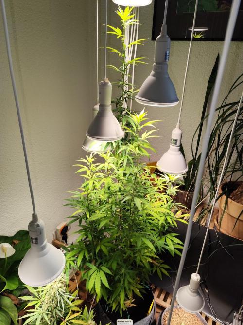 Membrana Hyper Autofem von VIP Seeds. Week 14 - Tag 101