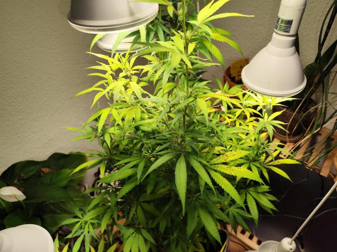 Membrana Hyper Autofem von VIP Seeds. Week 14