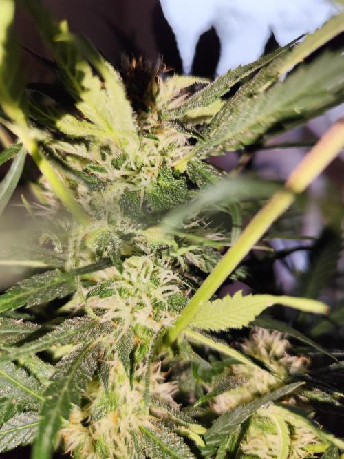 Lemon Cherry Cookies Auto von FastBuds. Week 9