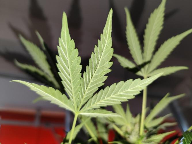 Lemon Cherry Cookies Auto von FastBuds. Week 9