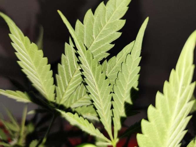 Lemon Cherry Cookies Auto von FastBuds. Week 9