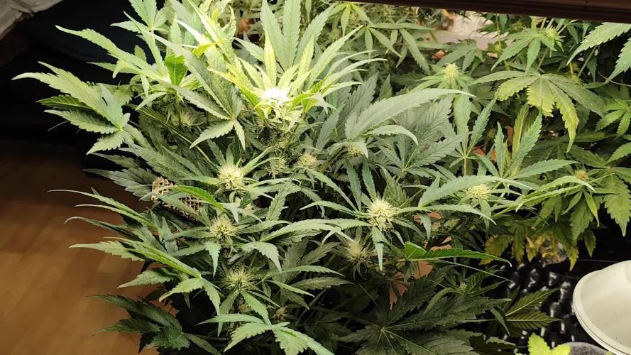 Lemon Cherry Cookies Auto von FastBuds