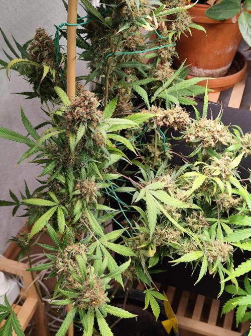 Rainbow Sherbet Automatic von Zamnesia. Week 14 - Tag 103