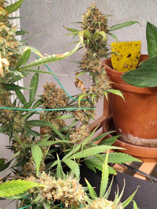 Rainbow Sherbet Automatic von Zamnesia. Week 14