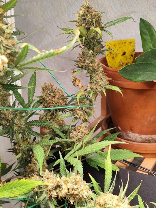 Rainbow Sherbet Automatic von Zamnesia. Week 14