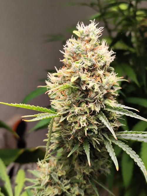 Black Runtz Automatic von Zamnesia seeds. Week 14 - Tag 101