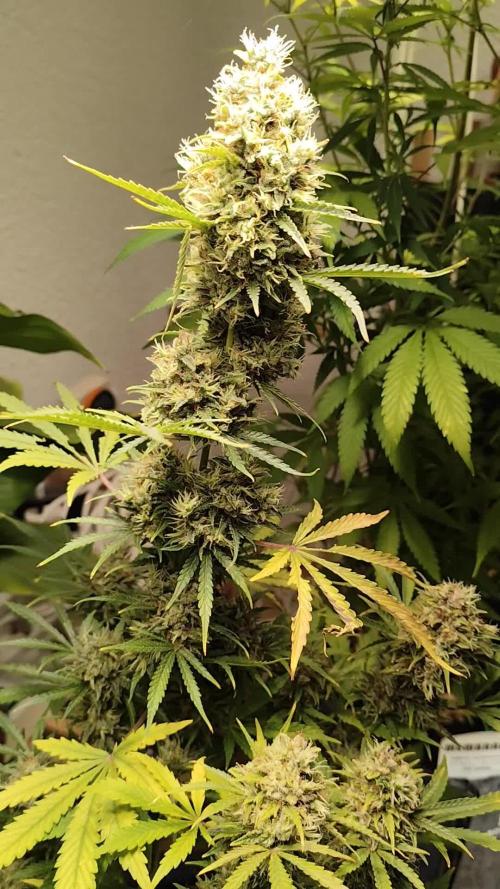 Black Runtz Automatic von Zamnesia seeds