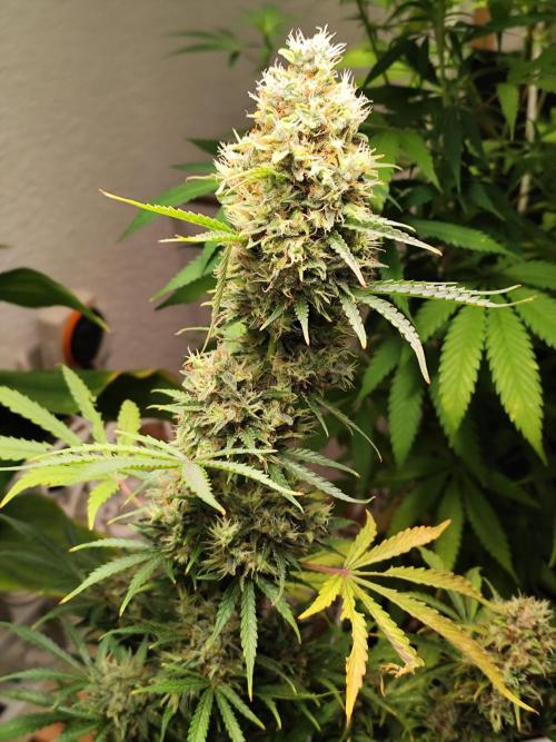 Black Runtz Automatic von Zamnesia seeds. Week 14