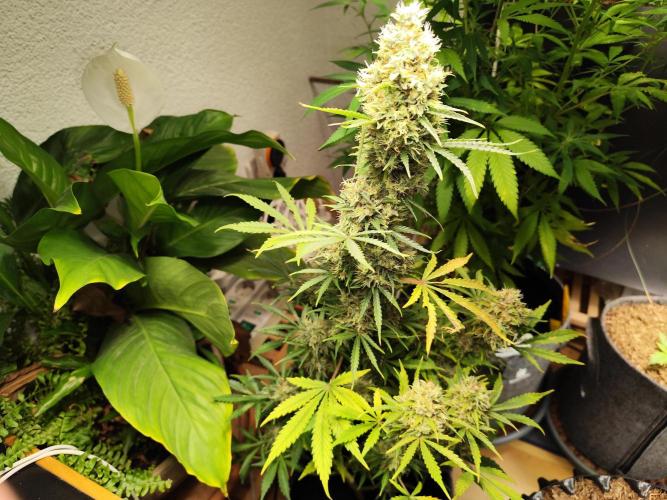 Black Runtz Automatic von Zamnesia seeds. Week 14