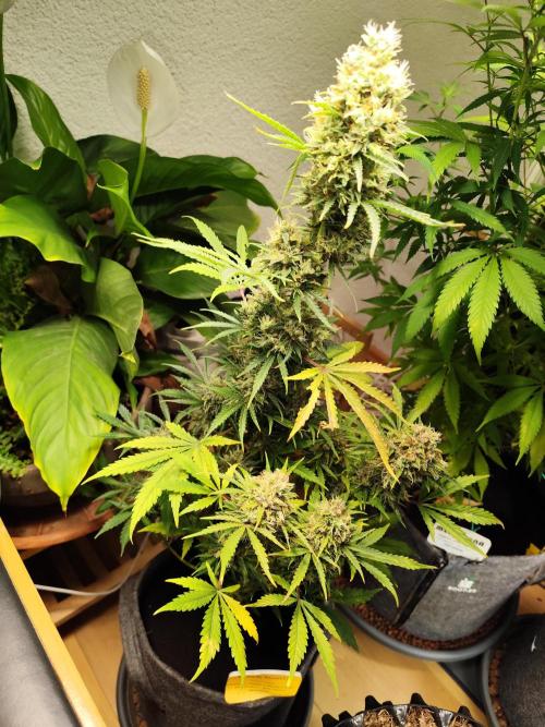 Black Runtz Automatic von Zamnesia seeds. Week 14