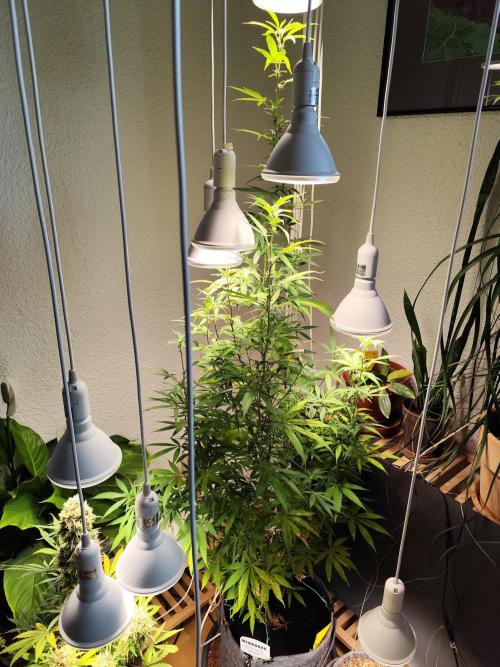 Membrana Hyper Autofem von VIP Seeds. Week 15 - Tag 105