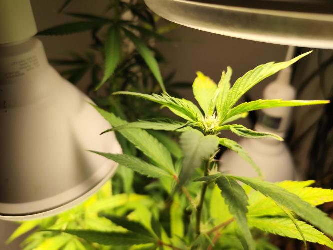 Membrana Hyper Autofem von VIP Seeds. Week 15